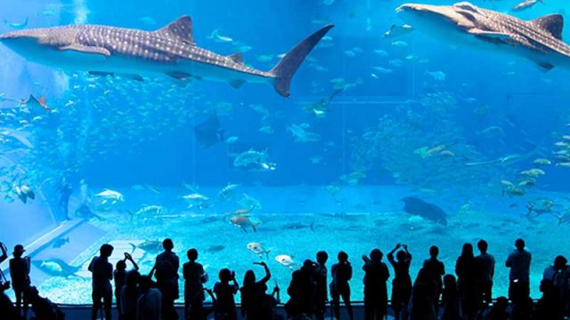 Aquarium Plan Floated by Japanese