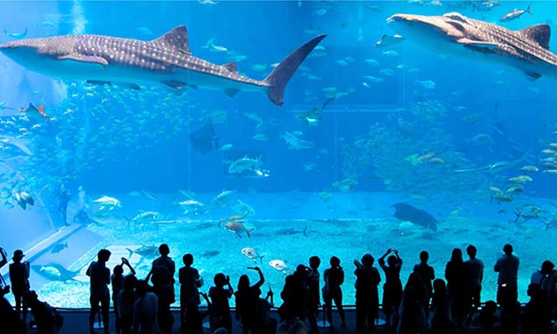 Aquarium Plan Floated by Japanese