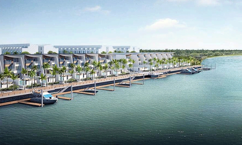 The Palm Spreads Its Leaves