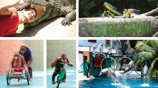 Safari World Phnom Penh to Open in April