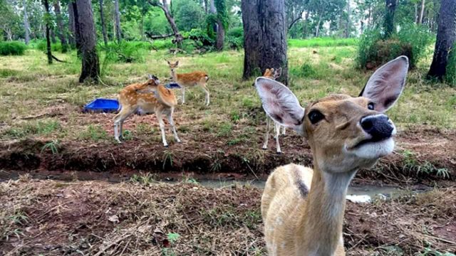 Japan to inject over US$1 billion to construct huge safari park in Cambodia
