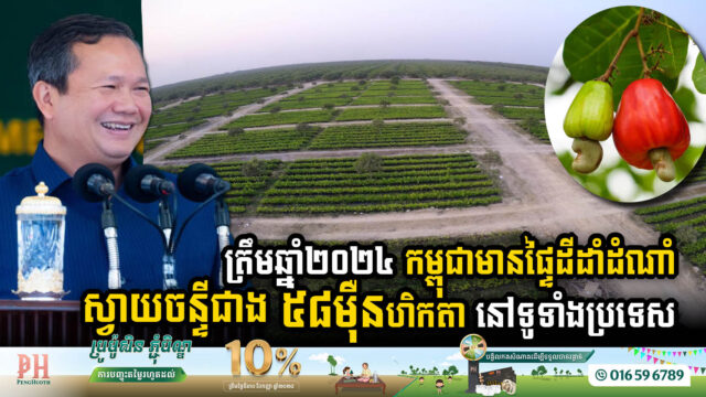 Cambodia’s Cashew Sector Flourishes with Over 580k Hectares of Plantations and 839k tons, a 36% increase, in 2024