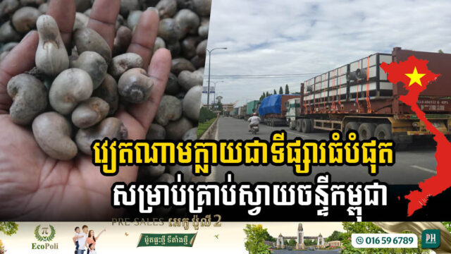 Cambodia Achieves Record Cashew Production of 840k Tons in 2024