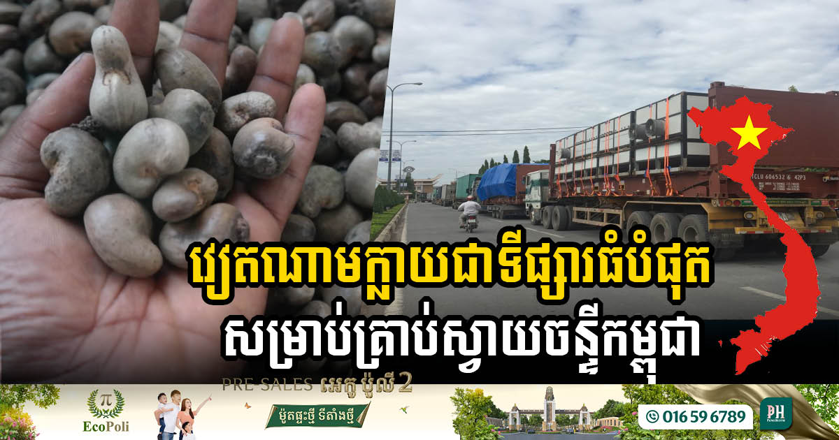 Cambodia Achieves Record Cashew Production of 840k Tons in 2024