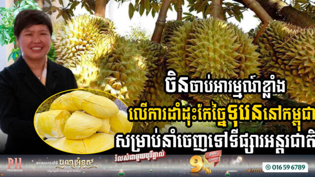 Chinese Firm Targets Cambodia for Large-Scale Durian Cultivation & Processing Hub