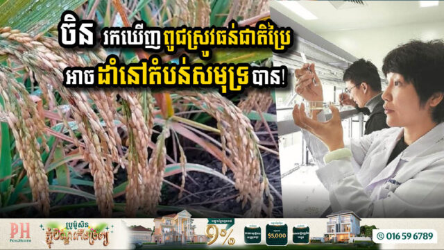 China Unveils Breakthrough Salt-Tolerant Rice Variety to Combat Food Insecurity