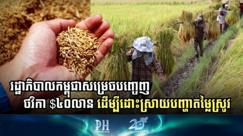 Cambodian Government Invests USD40 Million to Stabilize Rice Prices During Harvest Season