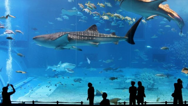 World-class Aquarium Park to Open in 2021 in Siem Reap
