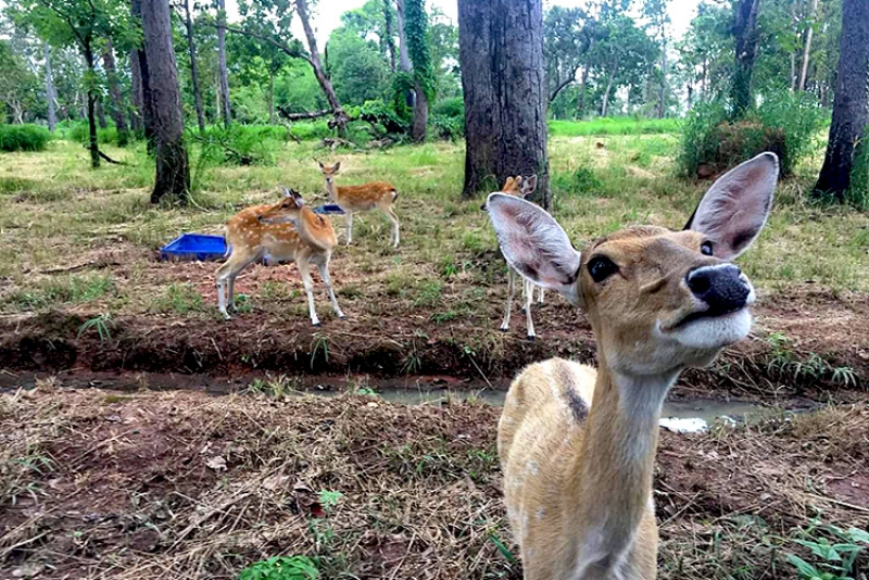 Japan to inject over US$1 billion to construct huge safari park in Cambodia