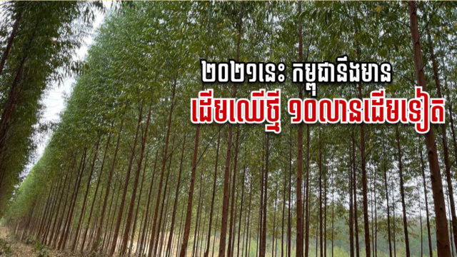 ក្រុមហ៊ុនយក្សមួយគ្រោងដាំឈើ ១០លានដើម លើដីជិត១ម៉ឺនហិកតានៅកម្ពុជាក្នុងឆ្នាំនេះ