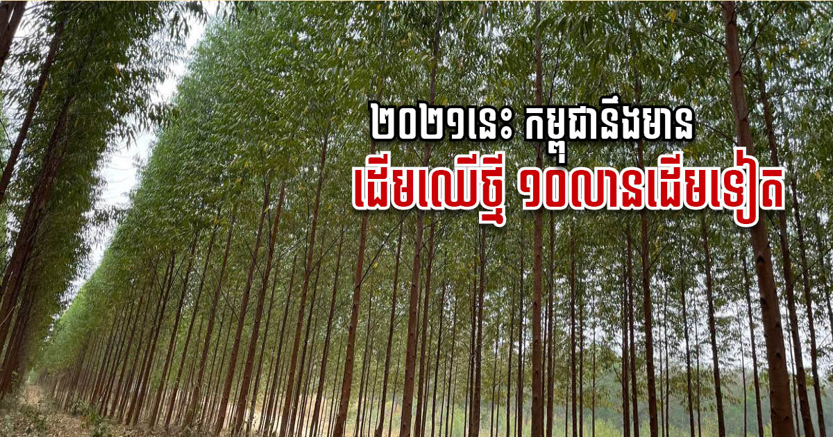 Giant Timber Firm to Plant 10m Trees on 8,500 ha in Cambodia