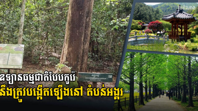 កូរ៉េខាងត្បូង គ្រោងបង្កើតឧទ្យានធម្មជាតិបែបកូរ៉េ នៅតំបន់អង្គរ សៀមរាប