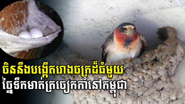 ចិននឹងបង្កើតរោងចក្រដ៏ធំមួយ កែច្នៃទឹកមាត់ត្រចៀកកាំនៅកម្ពុជាឆាប់ៗនេះ