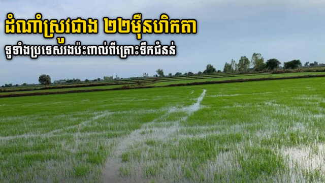 ផ្ទៃដីដំណាំស្រូវជា ២២ម៉ឺនហិកតាទូទាំងប្រទេសរងផលប៉ះពាល់ពីគ្រោះទឹកជំនន់