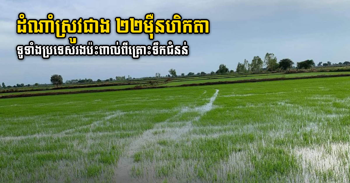 220,000ha of Rice Fields Nationwide Affected by Flood