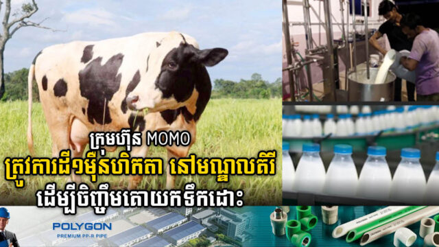 ក្រុមហ៊ុន MOMO FARM ត្រូវការដី ១ម៉ឺនហិកតា នៅមណ្ឌលគិរី ដើម្បីចិញ្ចឹមគោយកទឹកដោះ