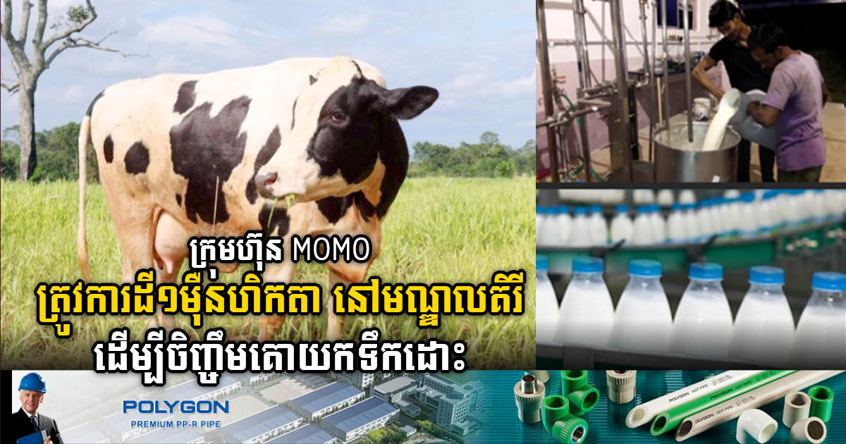 ក្រុមហ៊ុន MOMO FARM ត្រូវការដី ១ម៉ឺនហិកតា នៅមណ្ឌលគិរី ដើម្បីចិញ្ចឹមគោយកទឹកដោះ