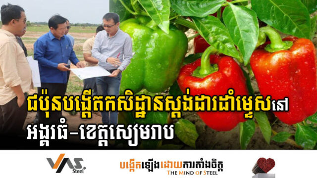 ជប៉ុនវិនិយោគដាំម្ទេសកម្រិតស្តង់ដារលើផ្ទៃដី ៧២ហិកតា នៅស្រុកអង្គរធំ​ ខេត្តសៀមរាប