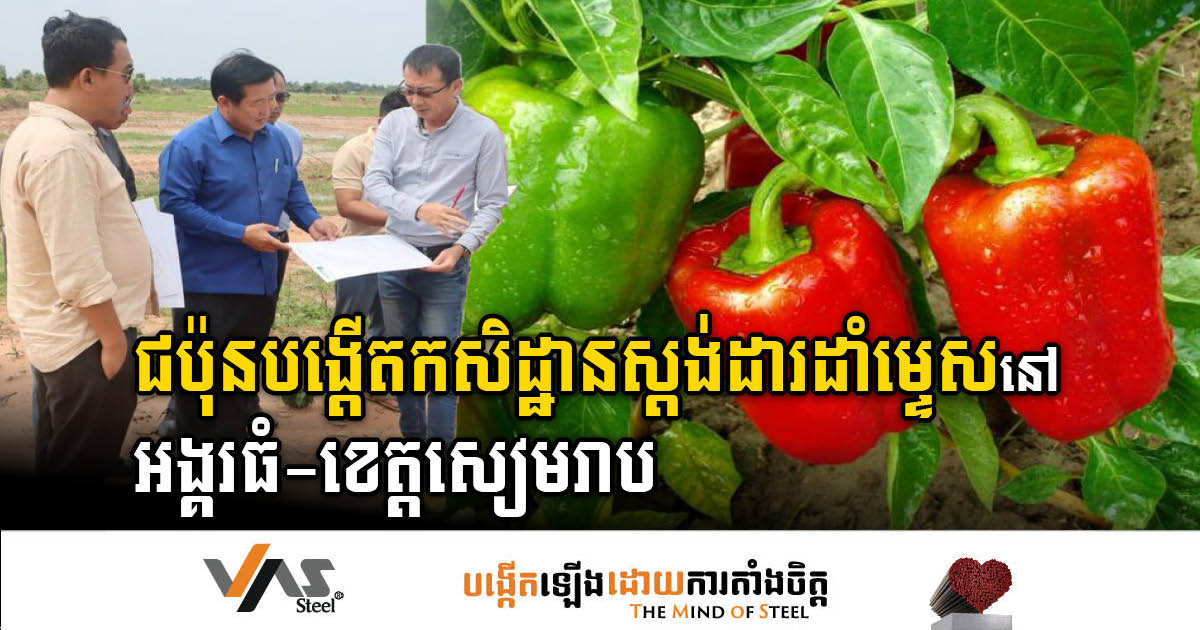 Japanese Investors Cultivate Exemplary Pepper Farm on 72 Hectares in Siem Reap’s Angkor Thom District