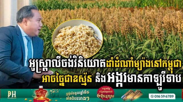 អូស្ត្រាលីចង់វិនិយោគដាំស្ពៅនៅកម្ពុជា ដើម្បីច្នៃជាអង្ករមានកាឡូរីទាប និងជីវៈឧស្ម័ន