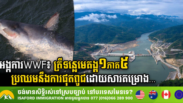WWF៖ ត្រីទន្លេមេគង្គ១ភាគ៥ ប្រឈមនឹងការផុតពូជដោយសារ​គម្រោងវារីអគ្គិសនីចិន