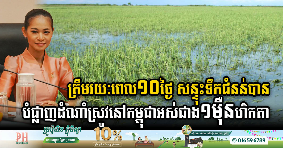 In just 10 days, the floods have destroyed more than 10,000 hectares of rice in Cambodia