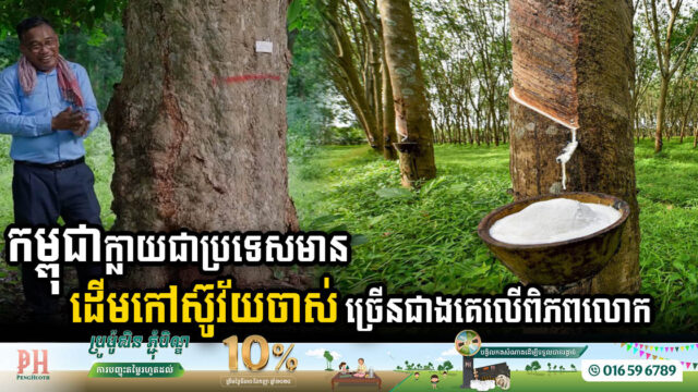 បច្ចុប្បន្នកម្ពុជាមានផ្ទៃដីដាំកៅស៊ូជាង ៤៤ម៉ឺនហិកតា, និងបានក្លាយជាប្រទេសមានដើមកៅស៊ូវ័យចាស់ច្រើនជាងគេលើពិភពលោក