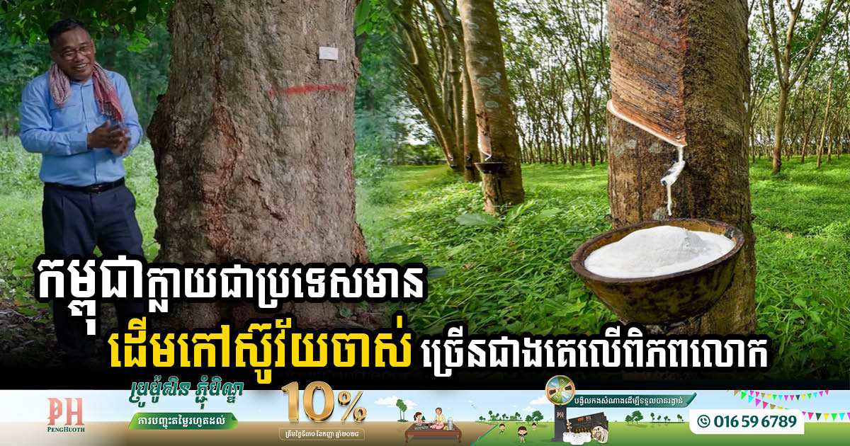 Cambodia Leads the World in Elderly Rubber Trees with 440K Hectares of Plantations