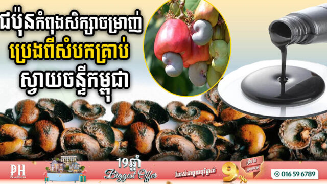 ក្រុមហ៊ុនជប៉ុននៅកំពង់ធំ កំពុងសិក្សាចម្រាញ់ប្រេងចេញពីសំបកគ្រាប់ស្វាយចន្ទីកម្ពុជា