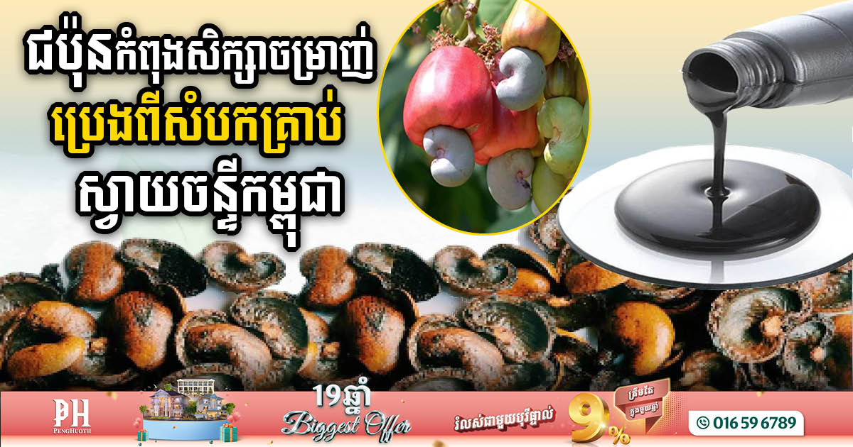 A Japanese company in Kampong Thom is exploring the possibility of extracting oil from Cambodian cashew shells