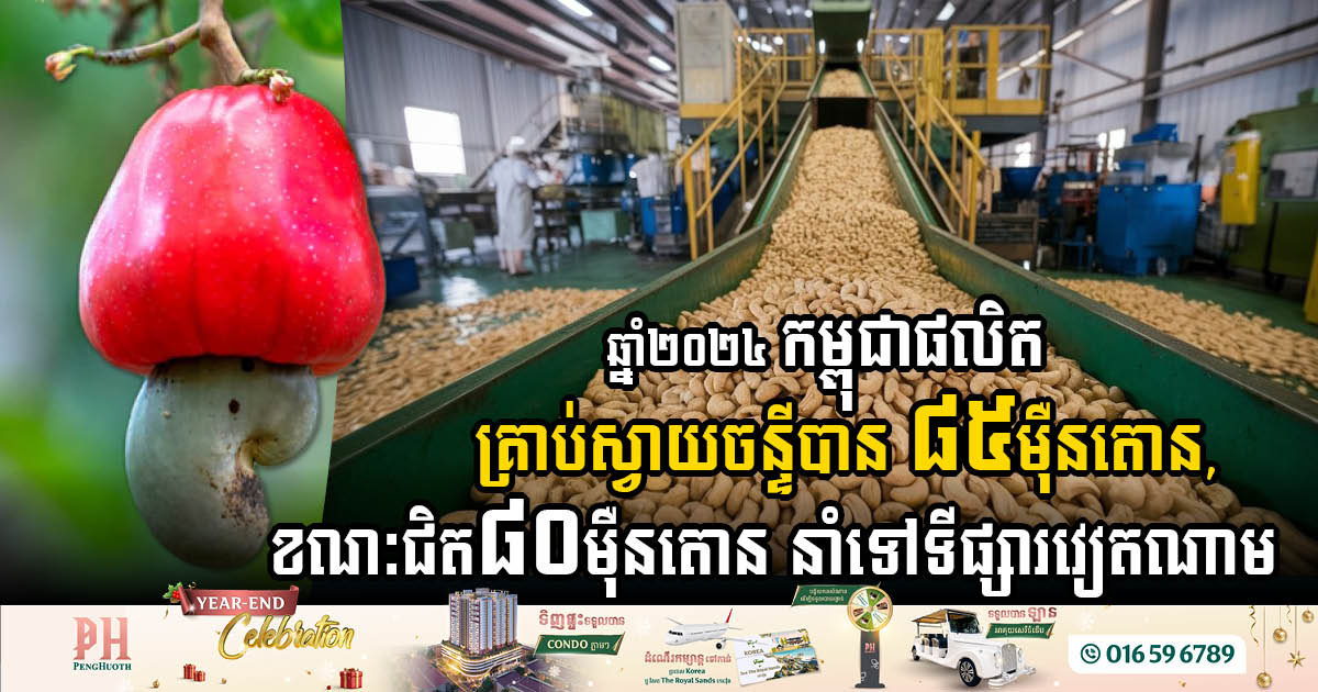 Cambodia Set to Make Waves in Cashew Production in 2024