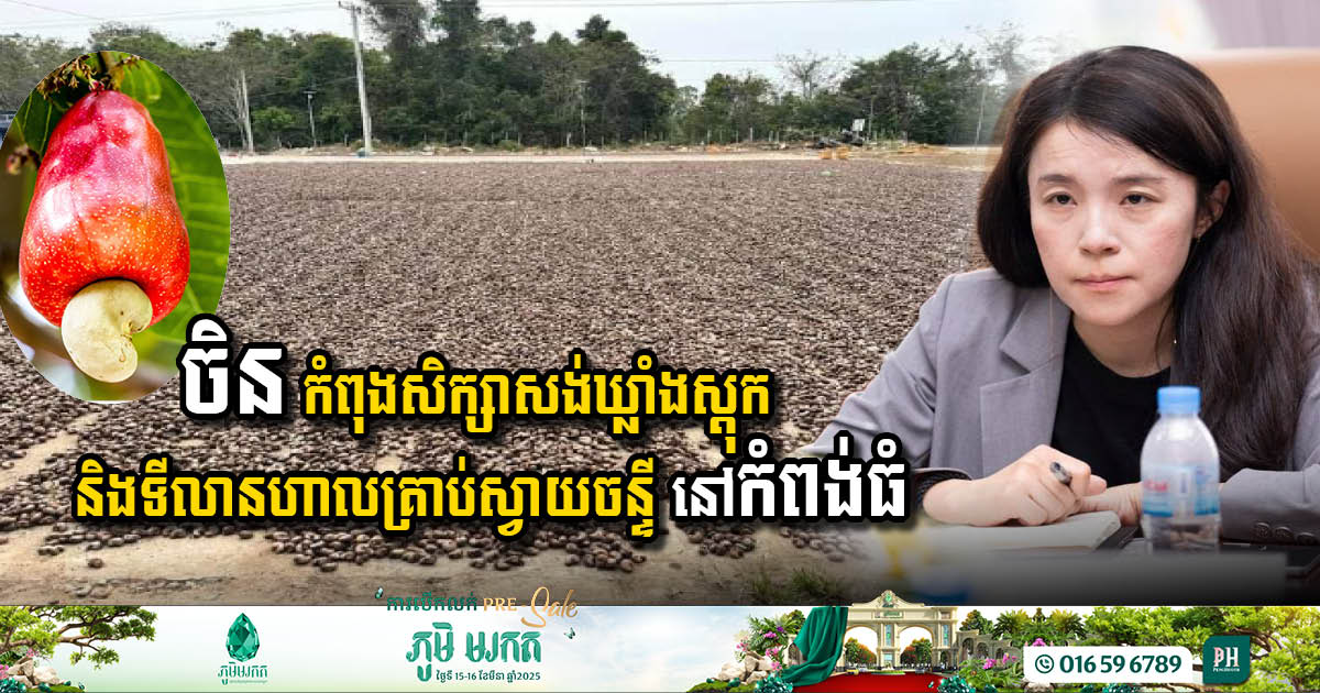 ក្រុមហ៊ុនកសិកម្មចិន កំពុងសិក្សាបង្កើតឃ្លាំងស្តុក និងទីលានហាលគ្រាប់ស្វាយចន្ទីនៅខេត្តកំពង់ធំ