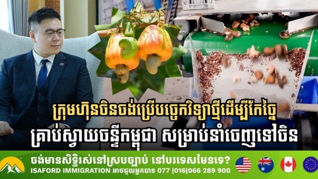 ក្រុមហ៊ុនចិនចង់ប្រើបច្ចេកវិទ្យាថ្មីដើម្បីកែច្នៃគ្រាប់ស្វាយចន្ទីកម្ពុជា សម្រាប់នាំចេញទៅទីផ្សារចិន