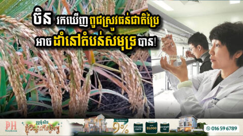 China Unveils Breakthrough Salt-Tolerant Rice Variety to Combat Food Insecurity