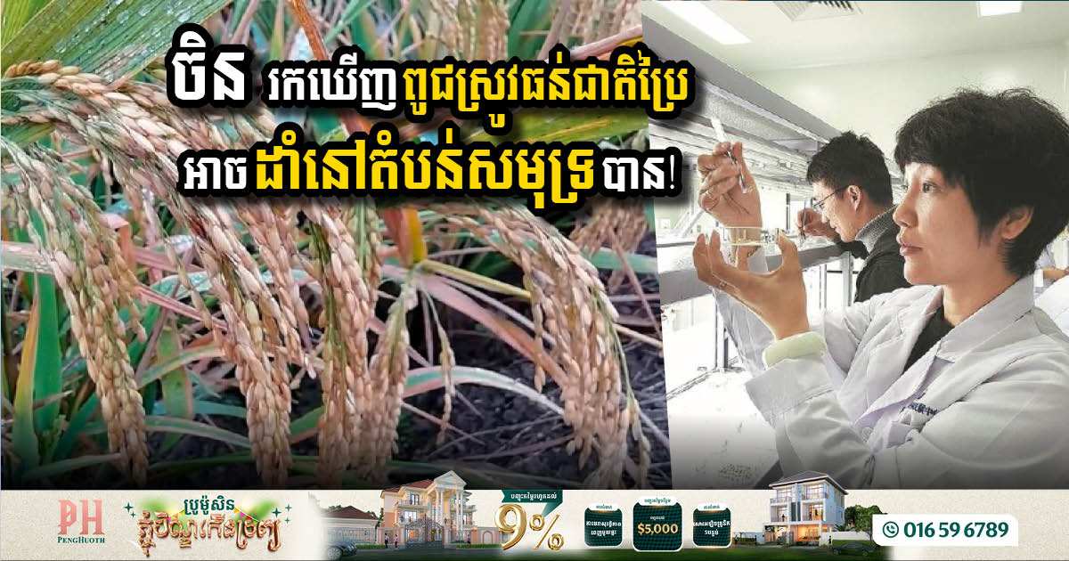 China Unveils Breakthrough Salt-Tolerant Rice Variety to Combat Food Insecurity