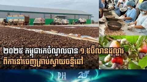 ឆ្នាំ២០២៥៖ កម្ពុជារកចំណូលបាន ១,៥​ប៊ីលានដុល្លារ ​ពីការនាំចេញគ្រាប់ស្វាយចន្ទី​ឆៅជាង ១​លានតោន